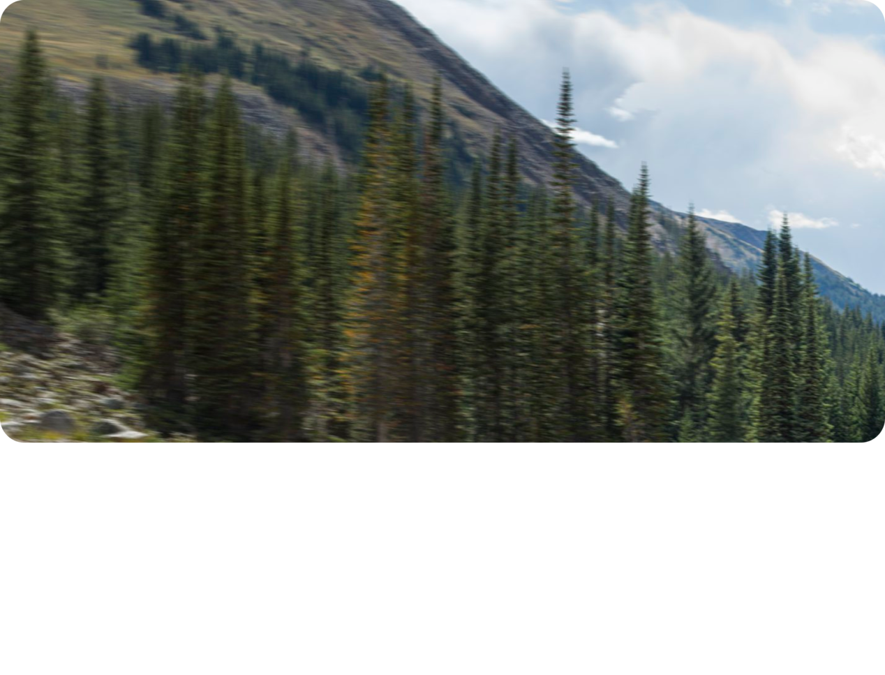 Image de forêt pour le VUS Chevrolet Traverse 2025.