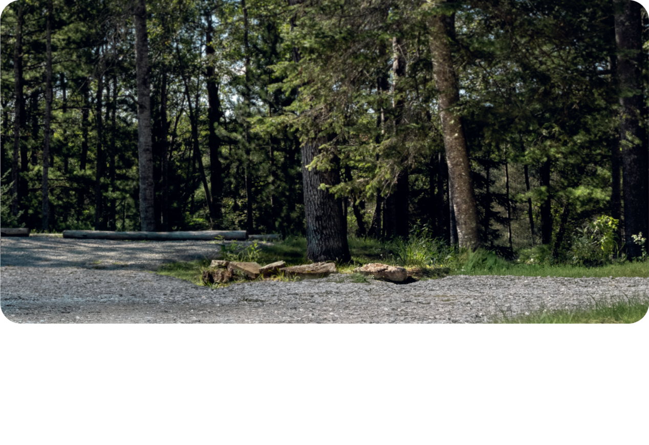 Scenic Landscape of Pine Trees in a Woodsy Area and Gravel Road.