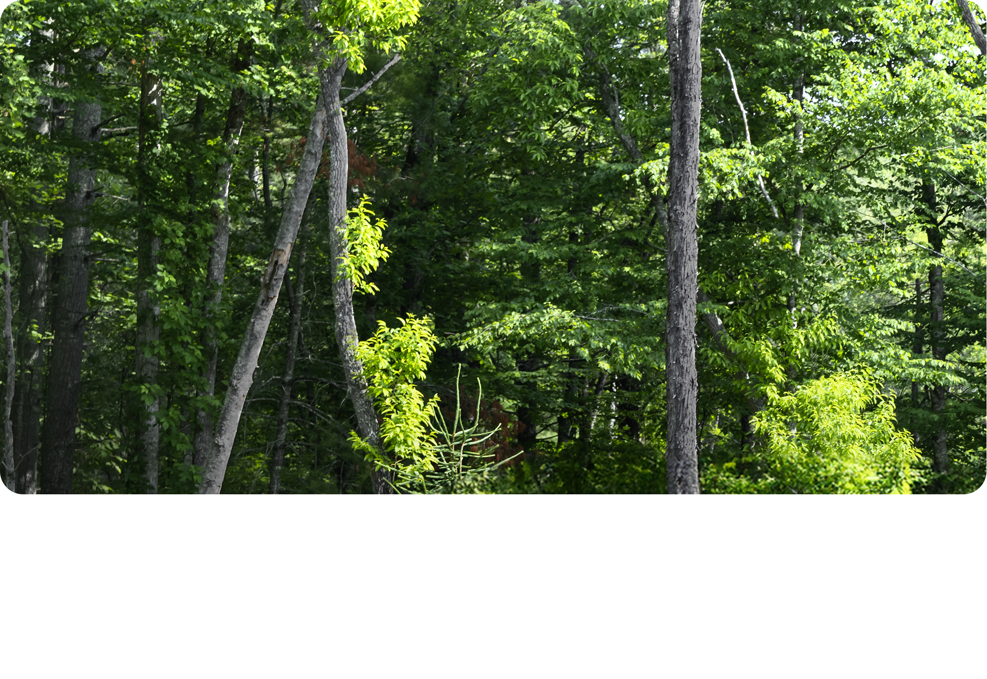 Forest backplate for the 2026 Chevrolet Traverse.