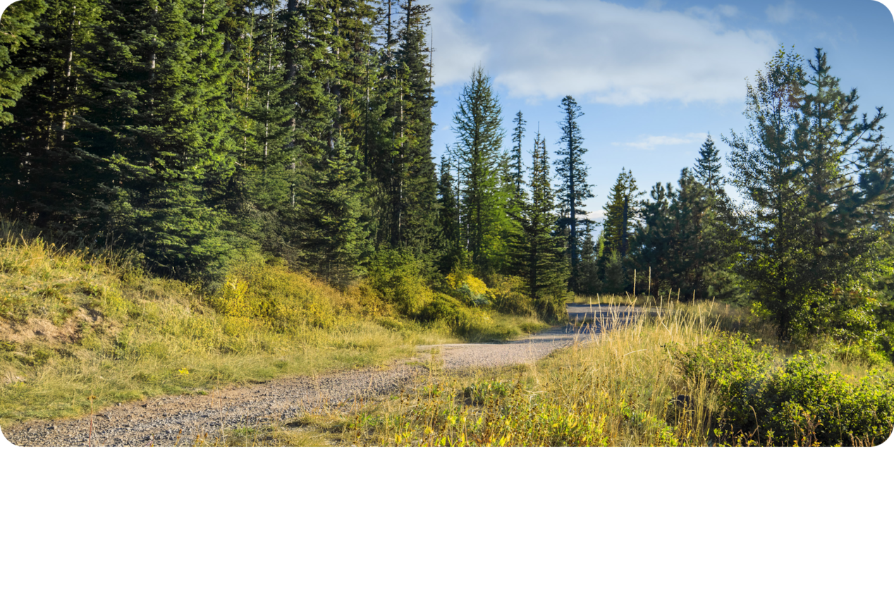 Image de forêt pour le Chevrolet Colorado Trailboss 2025.
