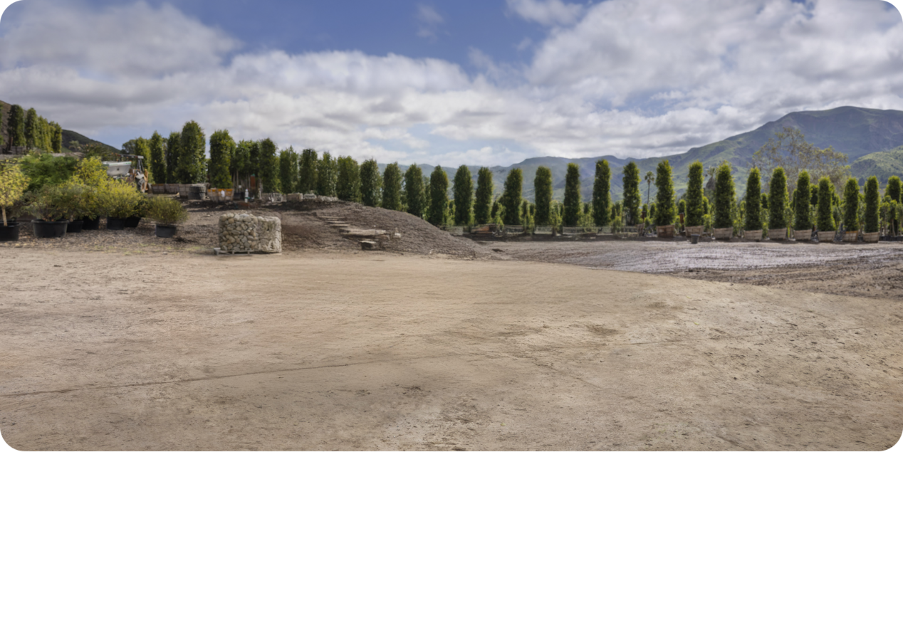 A Scenery of a Row of Trees in Sunny Weather.