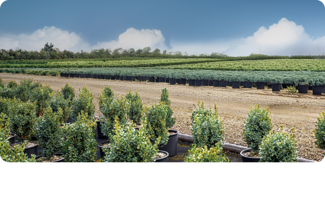 A Scenery of a Green Field on a Sunny Day by the Road.