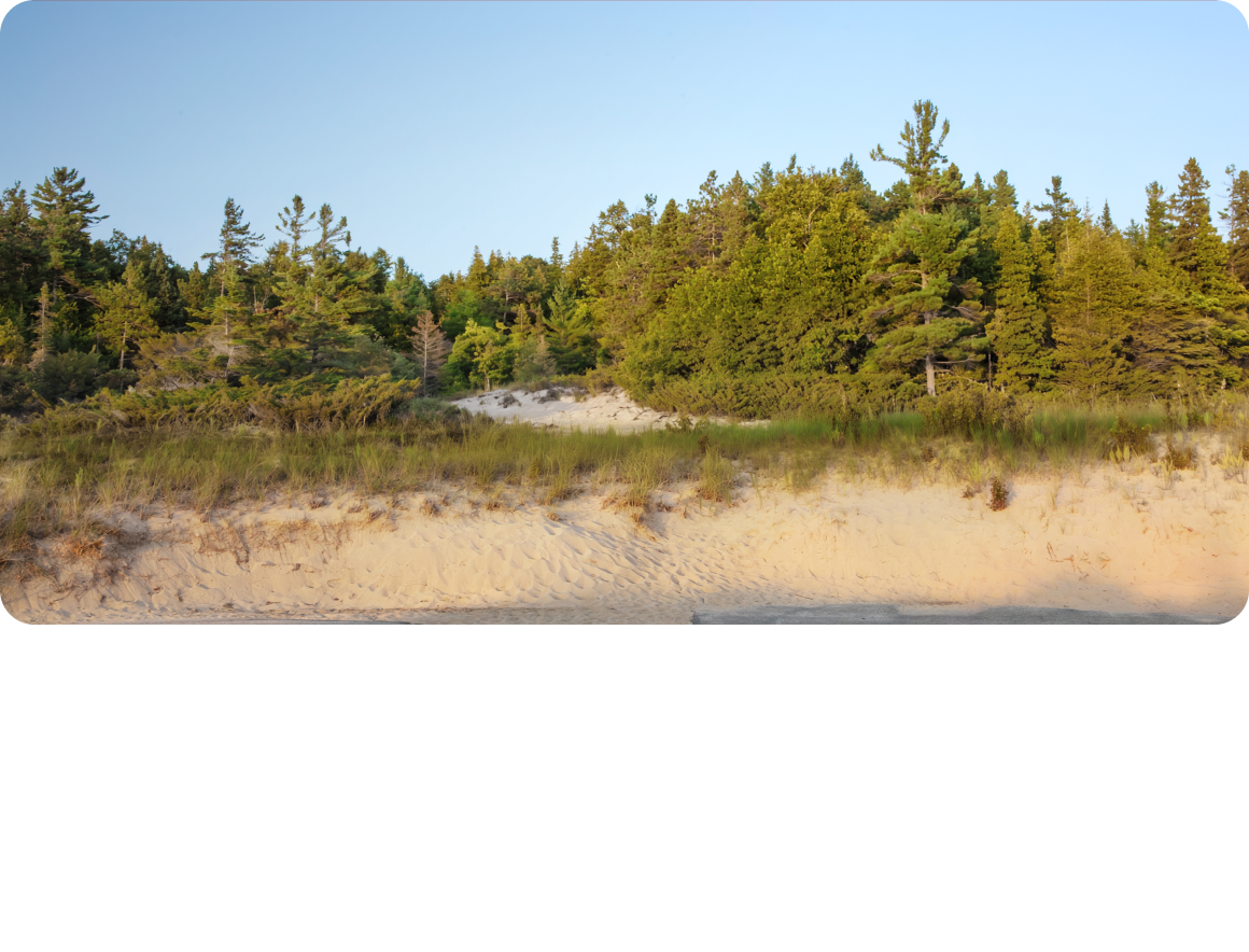 A dense stand of evergreen trees in the background under a clear blue sky.