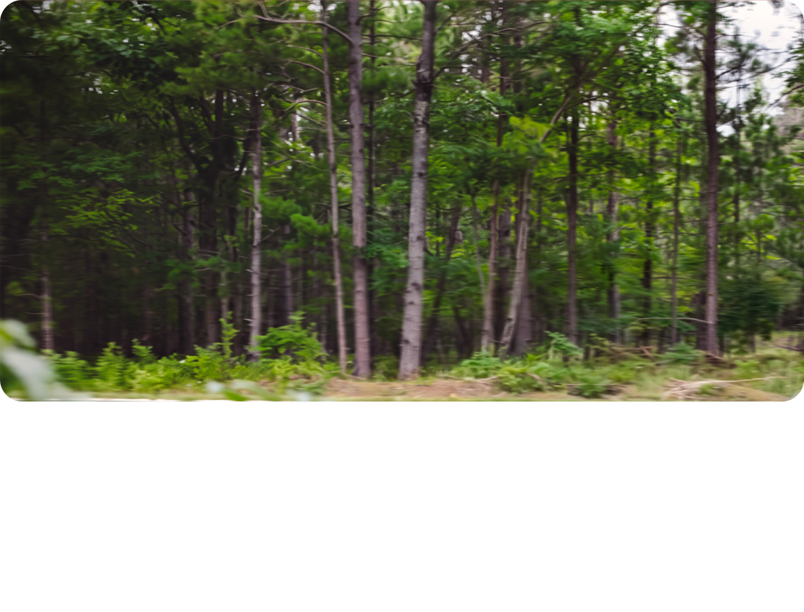 Dense forest with tall, slender trees and lush green foliage, viewed from a grassy clearing at the edge of the woods.